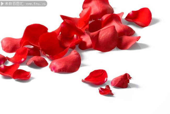 点击大图看下一张：散落的红色玫瑰花瓣图片