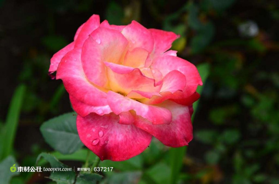 点击大图看下一张：娇艳多姿的玫瑰花