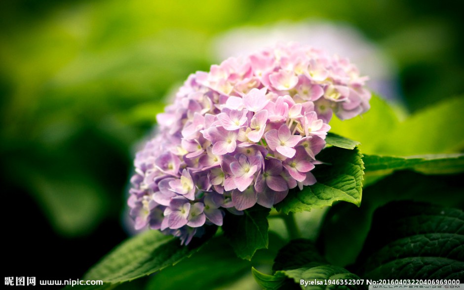 点击大图看下一张：紫色绣球花图片美丽迷人