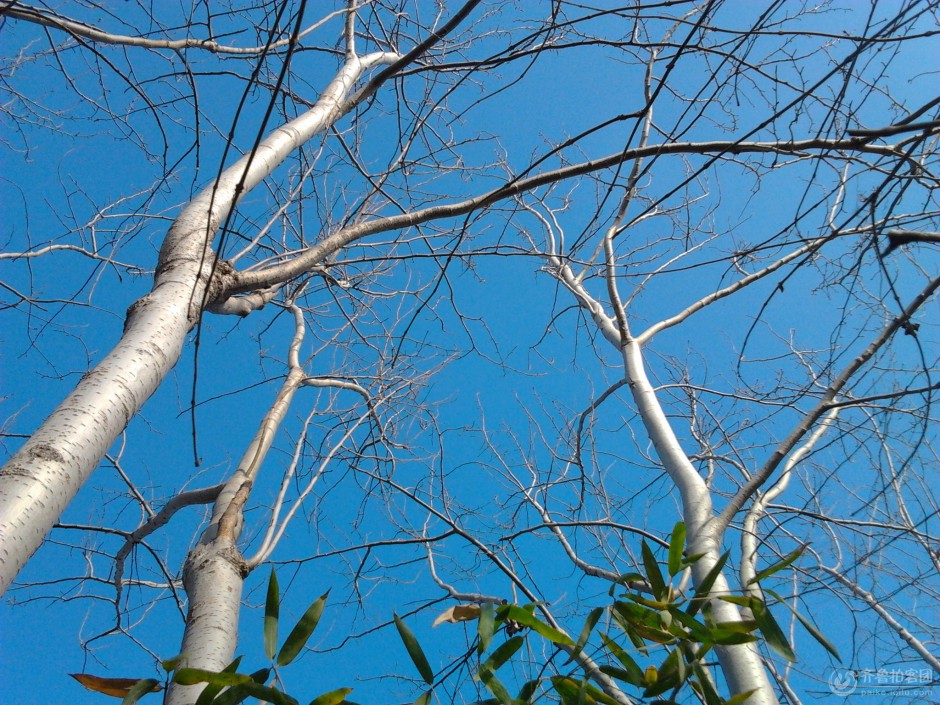 点击大图看下一张：白杨树壮实树枝图片