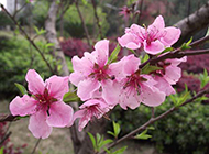 花团锦簇的桃花摄影图片