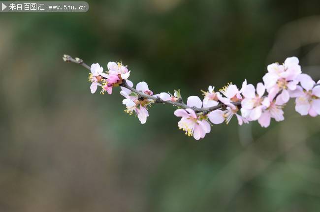 点击大图看下一张：春天的桃花唯美摄影图片
