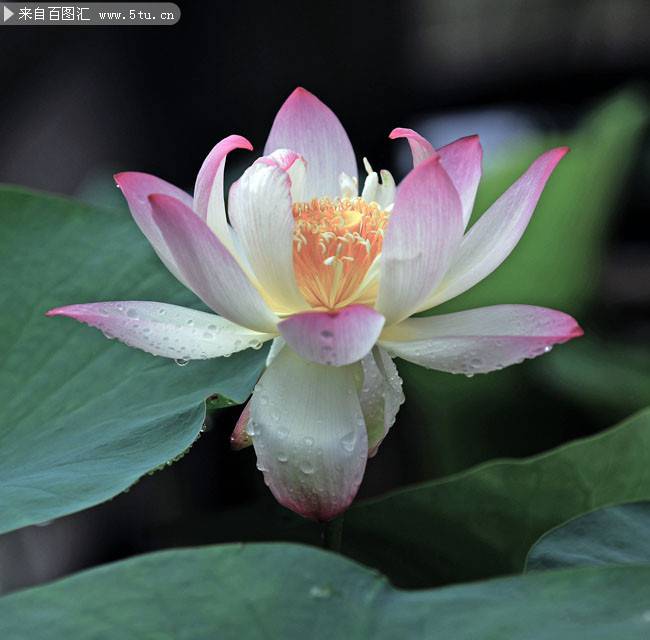 点击大图看下一张：下雨天盛开的荷塘荷花摄影图片