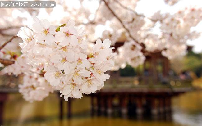 点击大图看下一张：日本樱花漂亮绽放图片