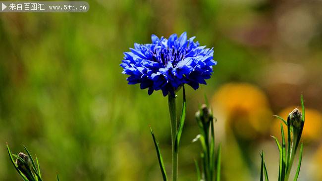 点击大图看下一张：蓝色的野花唯美摄影图片