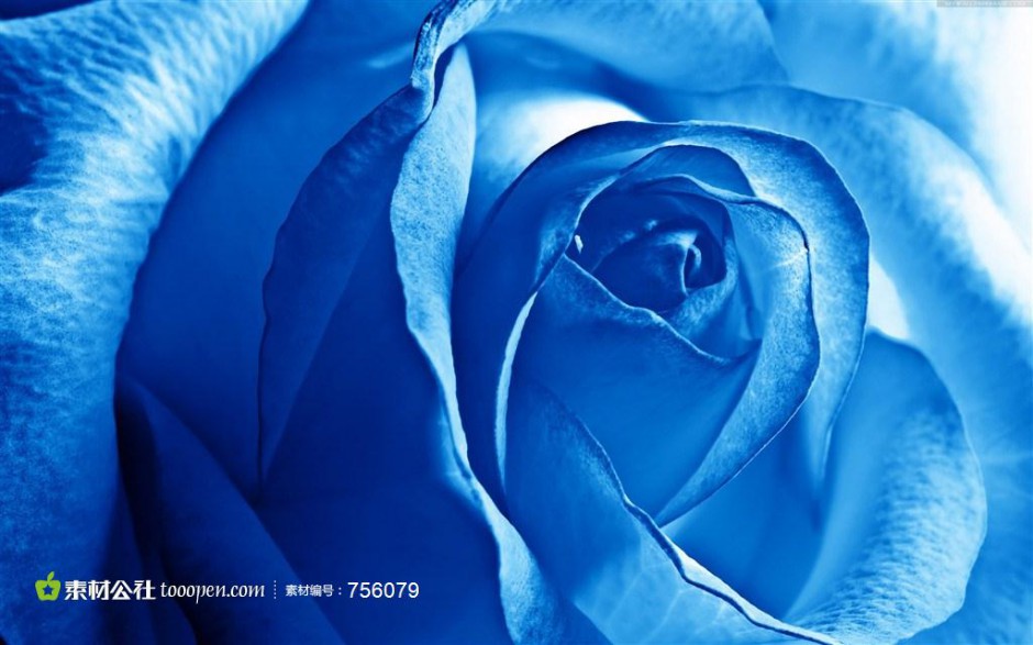 点击大图看下一张：妖艳的蓝色玫瑰高清壁纸