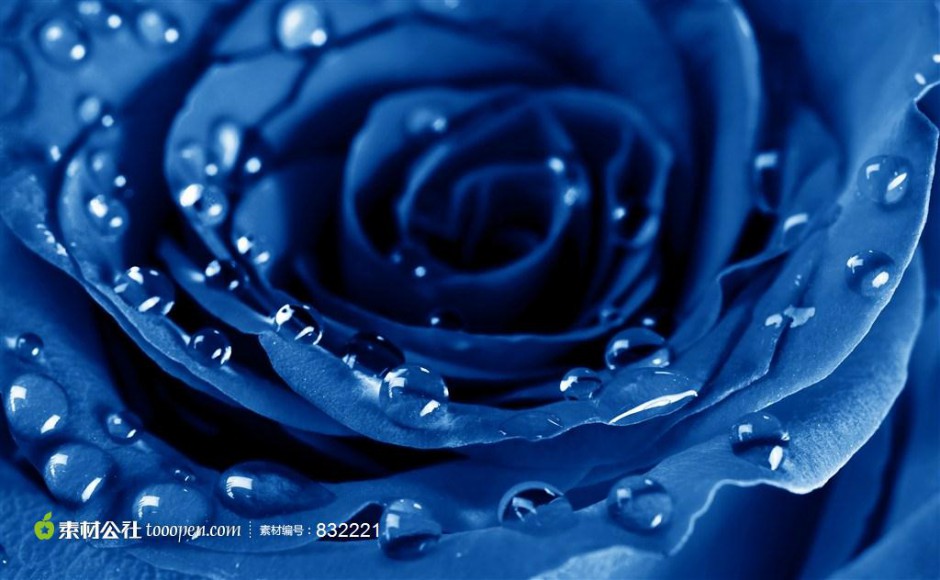 点击大图看下一张：蓝色玫瑰花与水滴图片