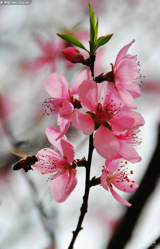 点击大图看下一张：蜜蜂和桃花超清特写图片