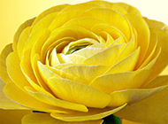 黄玫瑰花图片背景素材