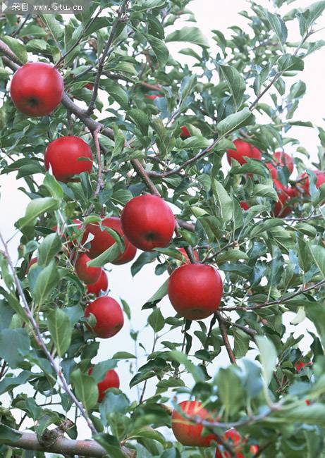 点击大图看下一张：又香又甜的红苹果树图片