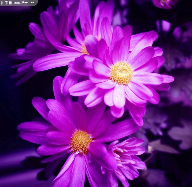 点击大图看下一张：微距摄影菊花图片欣赏