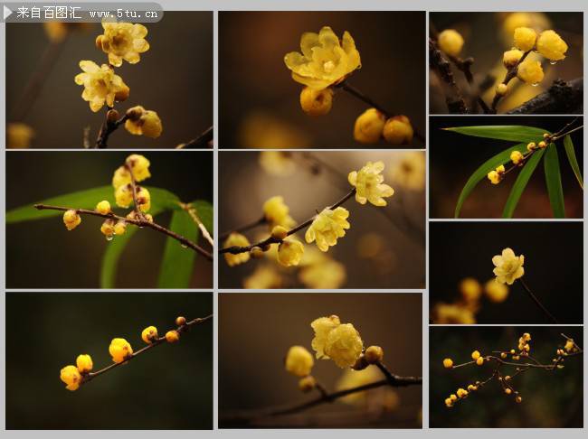 点击大图看下一张：雨后含苞待放的腊梅花图片