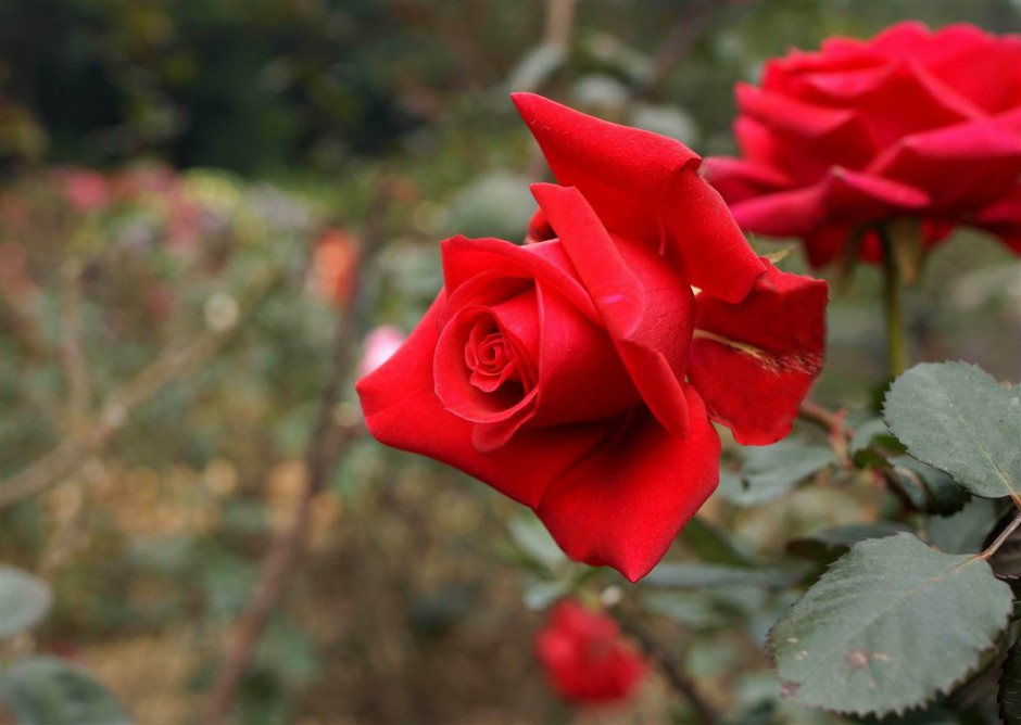 点击大图看下一张：鲜艳的红玫瑰花植物图片