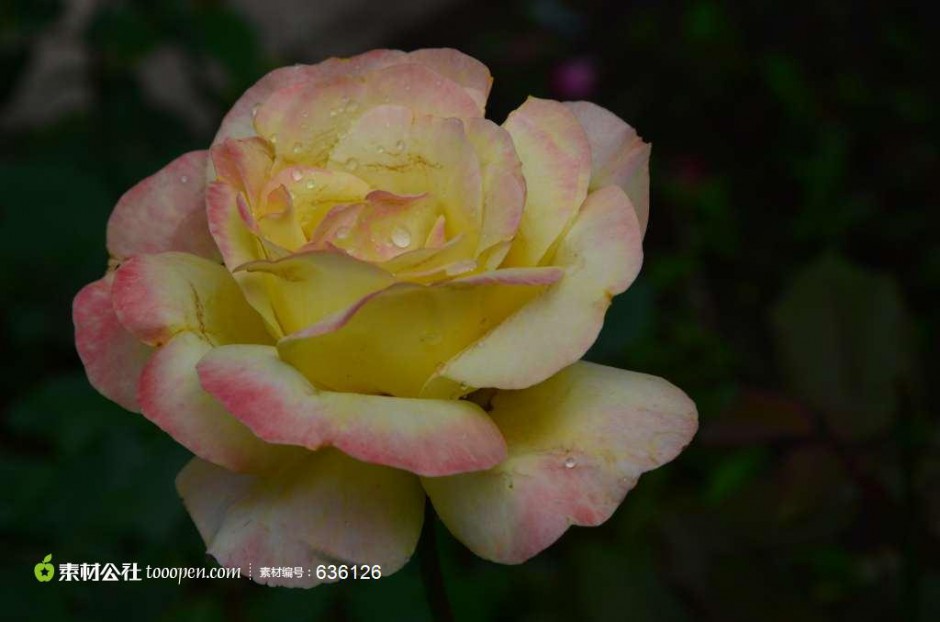 点击大图看下一张：清新高雅的黄玫瑰图片素材