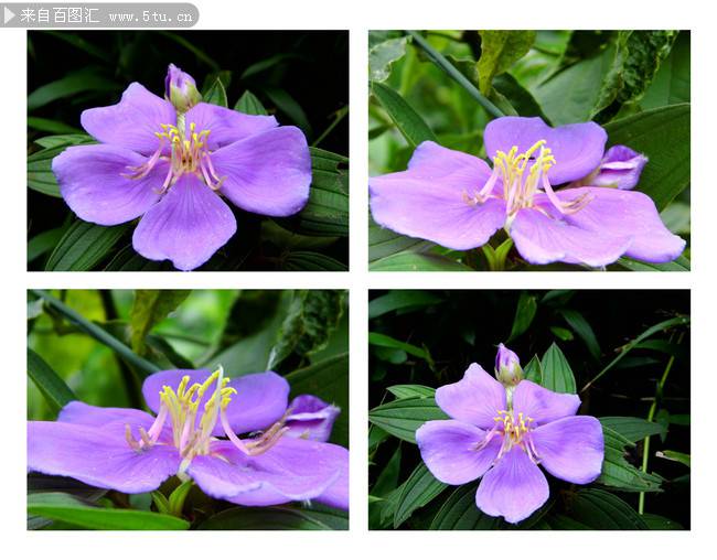 点击大图看下一张：紫色的花图片摄影特写