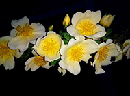锦团花簇的栀子花图片