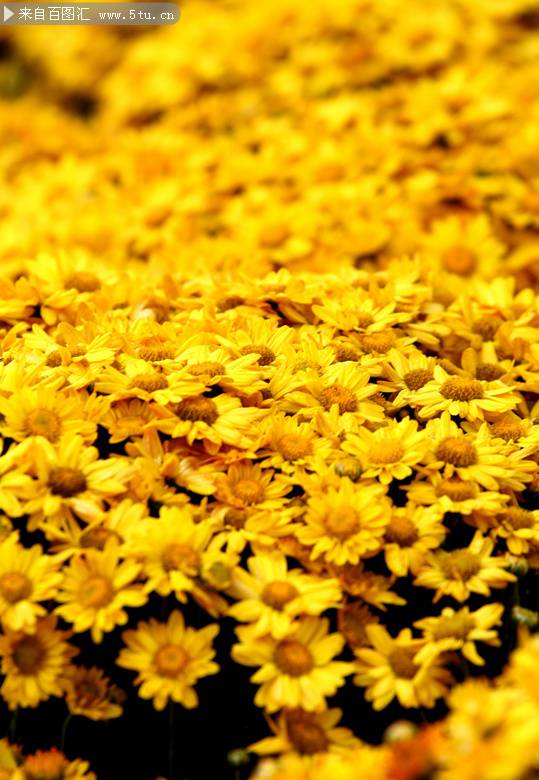 点击大图看下一张：散落满地的金色菊花背景图