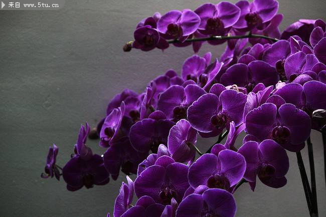 点击大图看下一张：紫色蝴蝶花摄影图片
