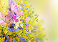 春天鲜花缤纷背景图片素材