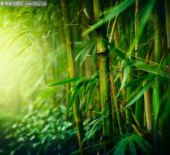 点击大图看下一张：雨后翠绿的竹子高清图片