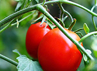 鲜红的番茄高清图片赏析