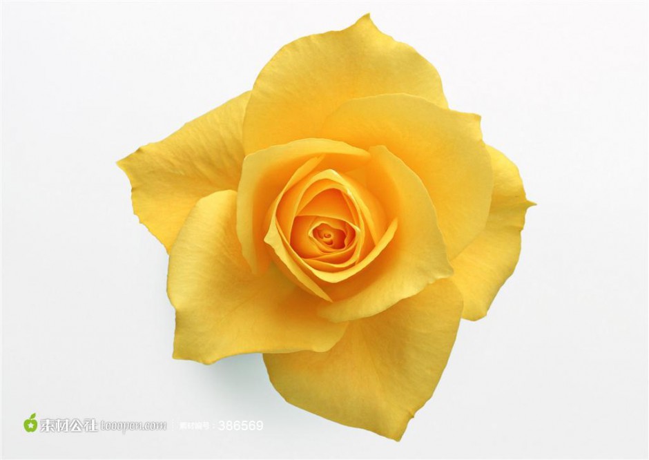 点击大图看下一张：超凡脱俗的黄玫瑰