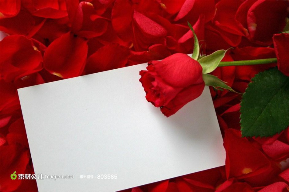 点击大图看下一张：十分鲜艳的红玫瑰卡片