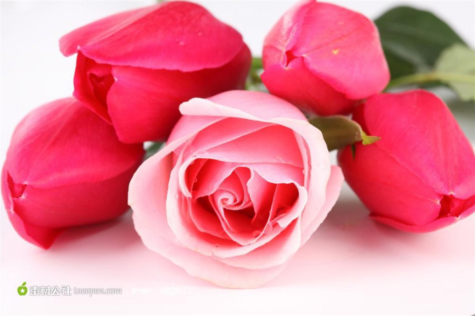 点击大图看下一张：高清好看的唯美玫瑰花图片