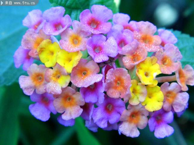 点击大图看下一张：美丽的七彩缤纷花朵图片