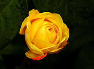 一枝黄玫瑰图片素材明艳诱人