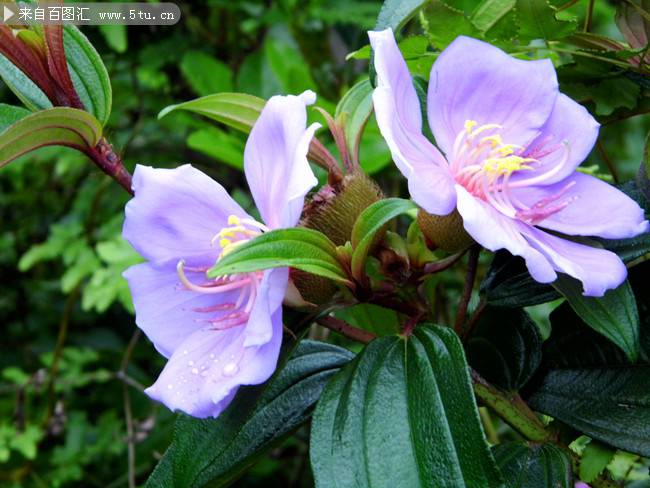 点击大图看下一张：紫色野牡丹花实拍图片