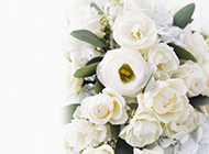 白色鲜花背景图片素材