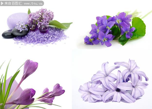 点击大图看下一张：紫色鲜花花束图片素材欣赏