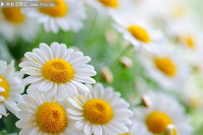 点击大图看下一张：白色菊花背景图片清新素雅