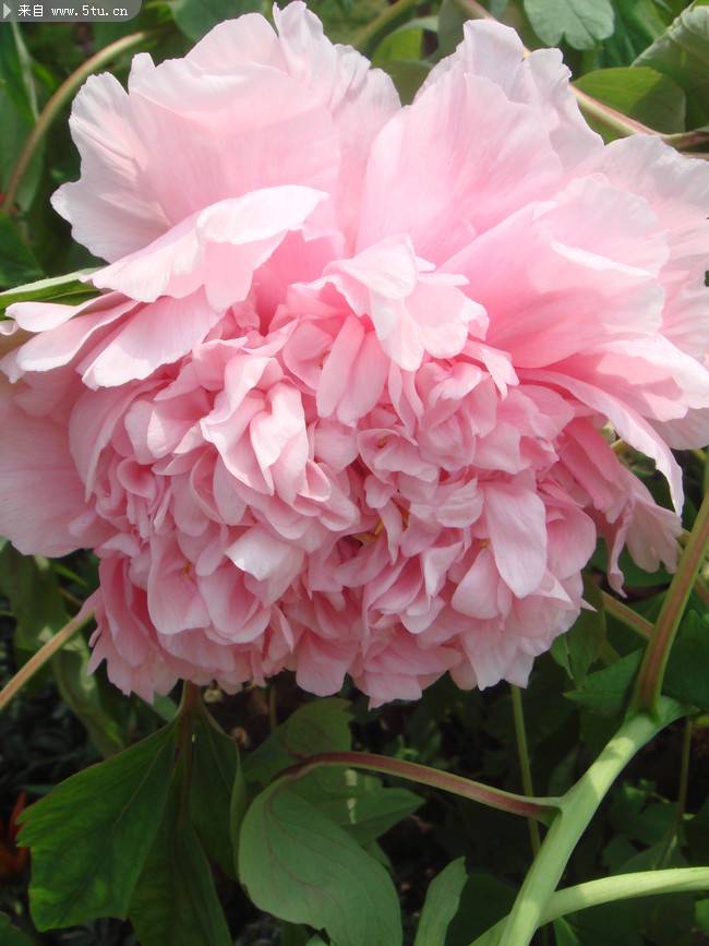 点击大图看下一张：盛开的粉色牡丹花摄影图片