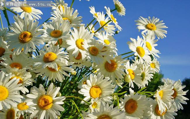 点击大图看下一张:惹人喜爱的雏菊图片