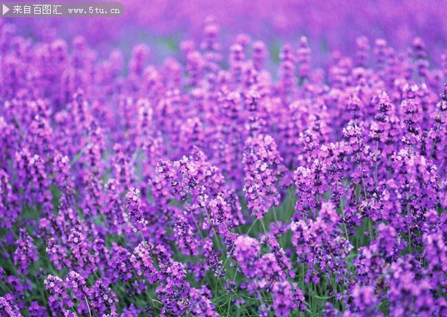 点击大图看下一张：一片紫色薰衣草花海图片