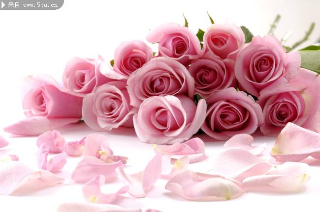 点击大图看下一张：唯美的粉色玫瑰背景图片
