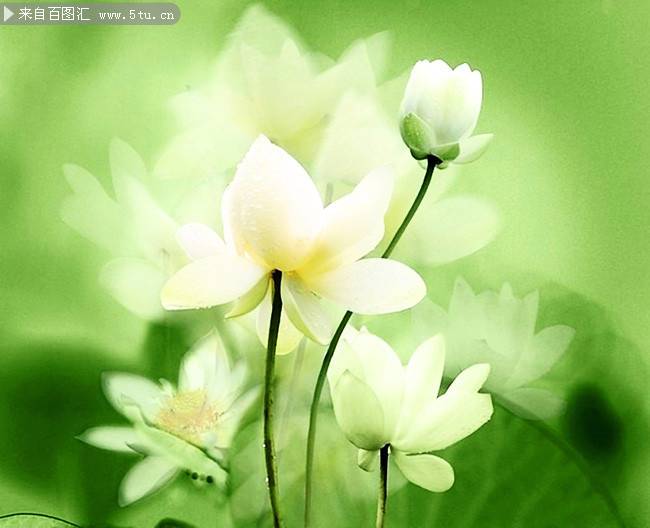 点击大图看下一张：亭亭玉立的白色莲花唯美图片