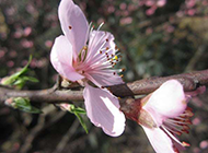 春天的桃花实拍图片