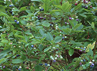 硕果累累的野生蓝莓树图片