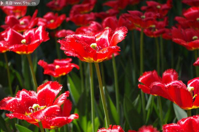 点击大图看下一张：盛开的大红色花朵图片