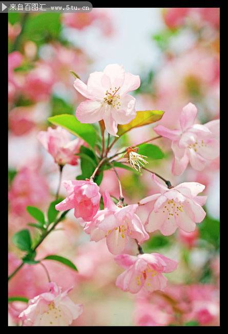 点击大图看下一张：好看的粉白樱花图片欣赏