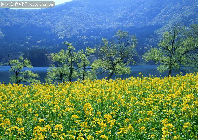 点击大图看下一张：青海油菜花花海图片素材