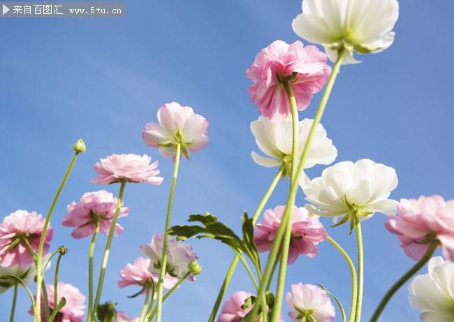 点击大图看下一张：春天粉嫩的格桑花背景图片