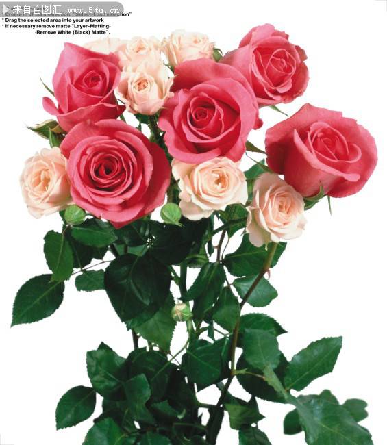 点击大图看下一张：漂亮的玫瑰花高清图片素材