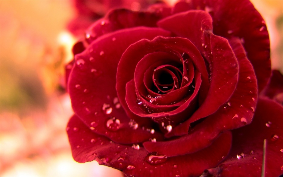 点击大图看下一张：浪漫甜蜜的路易十四玫瑰花图片