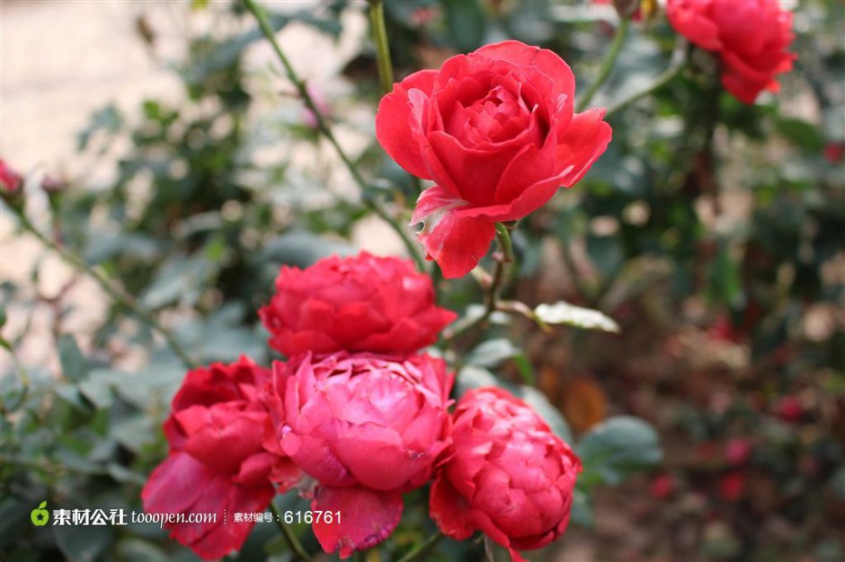 点击大图看下一张：含苞待放的红玫瑰摄影图片