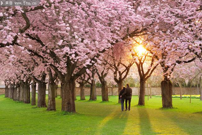 点击大图看下一张：樱花树下漫步的情侣图片