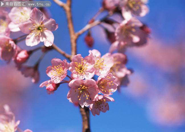 点击大图看下一张：粉嫩娇羞的富士山樱花图片